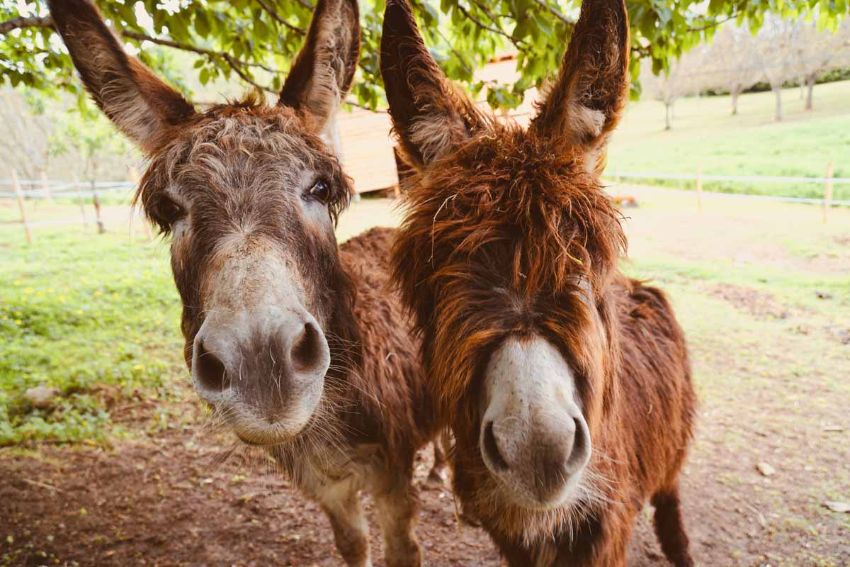does God need you? Picture of 2 donkeys