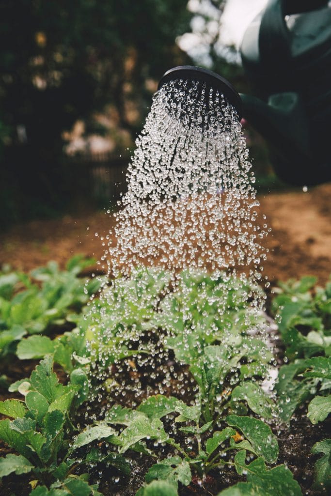 gardening and Jesus