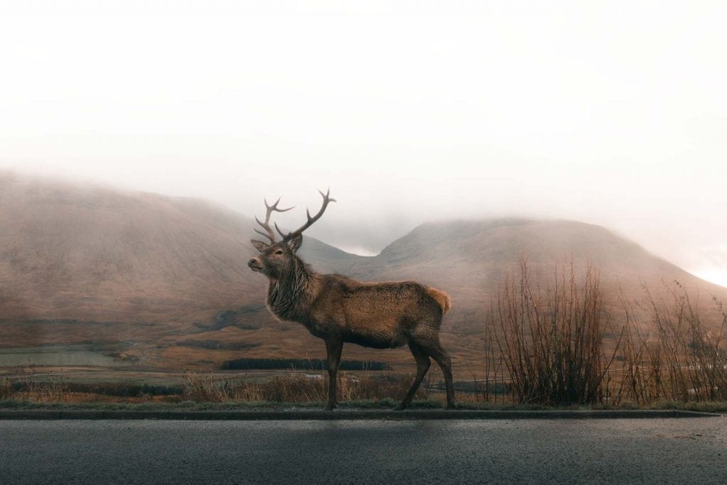 What we learn about ourselves from 127 Hours and deer