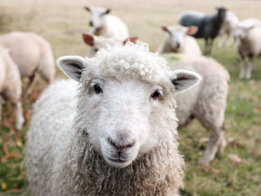 the sheep knows the shepherd