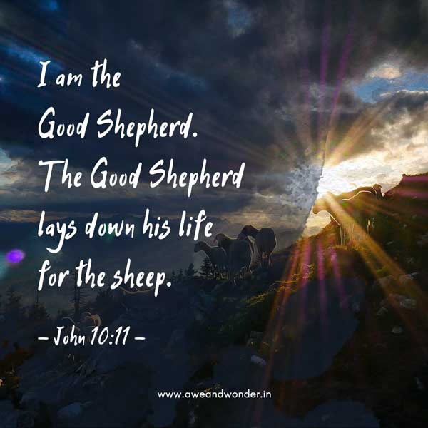 I am the Good Shepherd. The Good Shepherd lays down his life for the sheep. - John 10:11