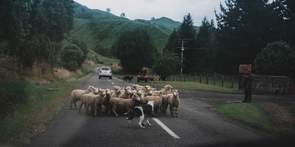 sheepdogs