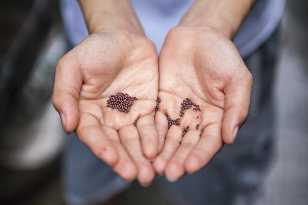faith as small as a mustard seed