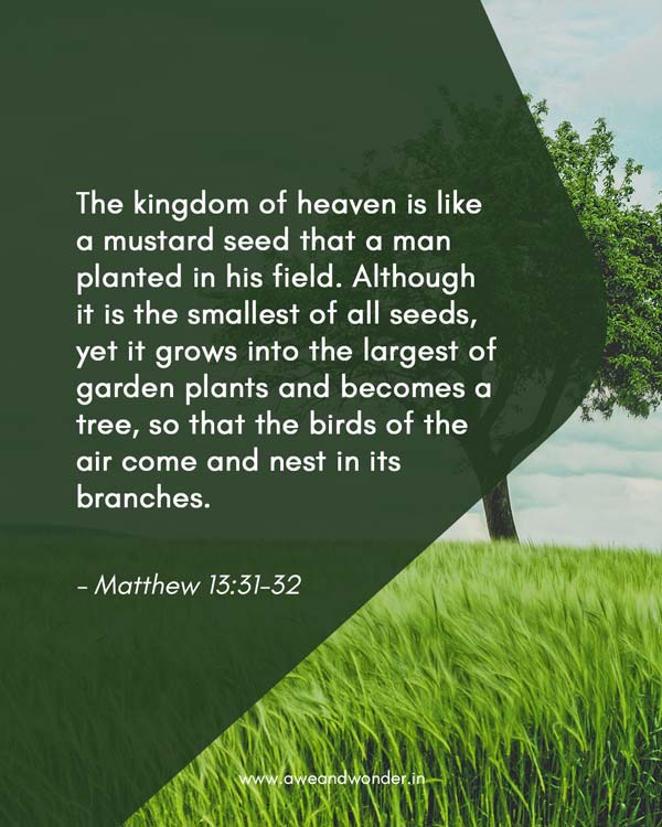 He put before them another parable: “The kingdom of heaven is like a mustard seed that a man planted in his field. 32Although it is the smallest of all seeds, yet it grows into the largest of garden plants and becomes a tree, so that the birds of the air come and nest in its branches.”… - Matthew 13:31-32