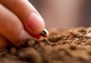 what are you waiting for? Sow the seed